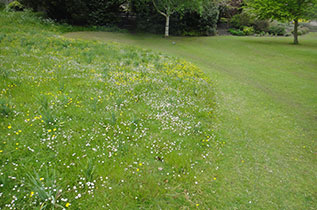 Wildflowers in lawn turf
